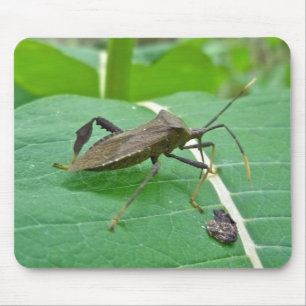 カブトムシ（アカントセファラフェノラータ）のアイテム マウスパッド