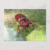 カブトムシ~ハガキ ポストカード (正面)