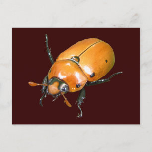 カブトムシ~ハガキ ポストカード