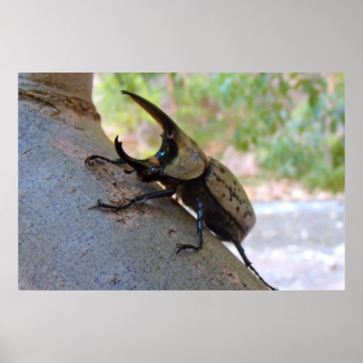 カブトムシ ポスター (正面)