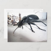 カブトムシ ポストカード (正面/裏面)