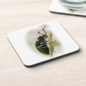 カブトムシ – Meloidae コースター (左側)