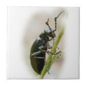 カブトムシ – Meloidae タイル (正面)