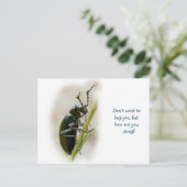 カブトムシ – Meloidae ポストカード (スタンド正面)