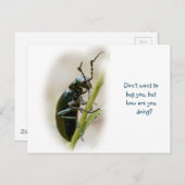 カブトムシ – Meloidae ポストカード (正面/裏面)