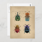 カブトムスヴィンテージイラストレーション ポストカード (正面/裏面)