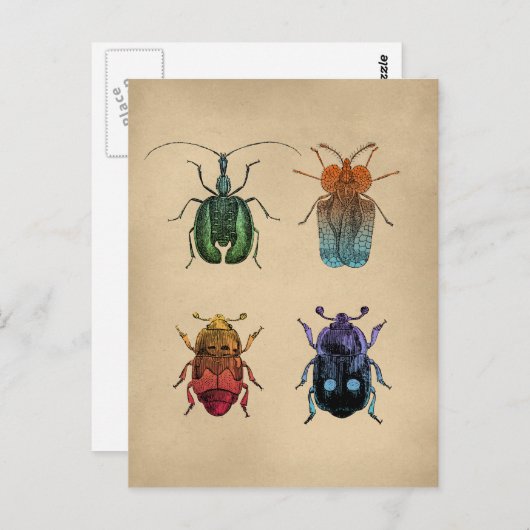 カブトムスヴィンテージイラストレーション ポストカード (正面/裏面)