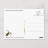 カブレカラフルス ポストカード (裏面)