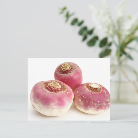 カブ ポストカード (スタンド正面)