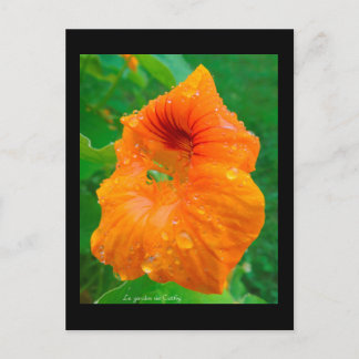 カプシン ポストカード