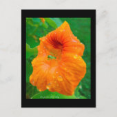 カプシン ポストカード (正面)