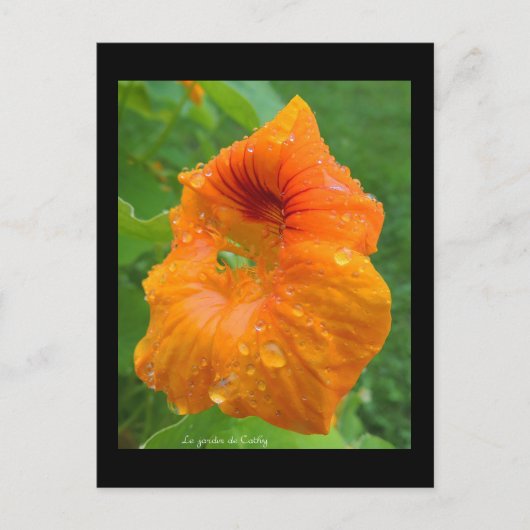 カプシン ポストカード (正面)