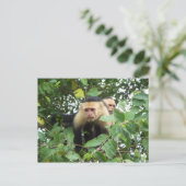 カプチンサル ポストカード (スタンド正面)