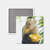 カプチンモンキーの食べ果実のクローズアップ マグネット (正面/裏面)