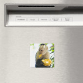 カプチンモンキーの食べ果実のクローズアップ マグネット (インサイチュ (食洗機))