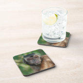 カプチンモンキー可愛いがクランキー コースター (右側)