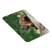 カプチンモンキー可愛いがクランキー マグネット (右側)