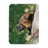 カプチンモンキー可愛いがクランキー マグネット (縦)