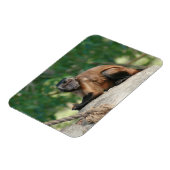 カプチンモンキー可愛いがクランキー マグネット (左側)