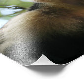 カプチンモンキー フォトプリント            (角)