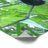 カプチンモンキー ポスター (角)