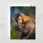 カプチンモンキー ポストカード (正面/裏面)