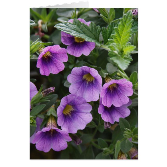 カプラカード003 A (正面)