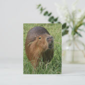 カプリン食べ物ラスの草 ポストカード (スタンド正面)