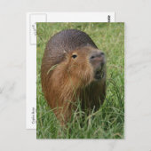 カプリン食べ物ラスの草 ポストカード (正面/裏面)