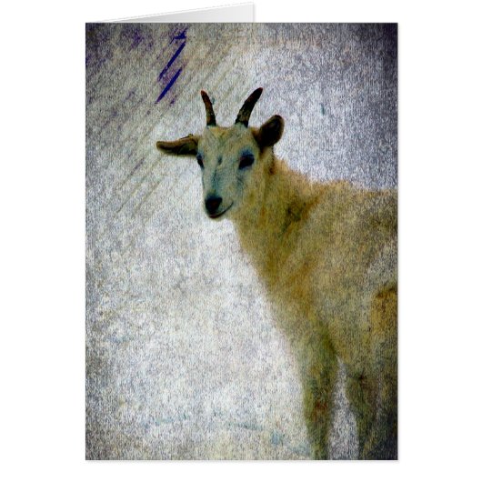 カプリン (正面)