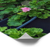 カプリ・イタリアのポスター ポスター (角)