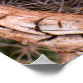 カプレートカップサボテン、カピトルリーフ国立公園 ポスター (角)