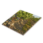 カベルネ·ソーヴィニョン·つる植物が一列に並んで タイル (側面)