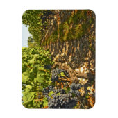 カベルネ・ソーヴィニヨンつる植物が マグネット (縦)