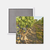 カベルネ・ソーヴィニヨンつる植物が マグネット (正面/裏面)