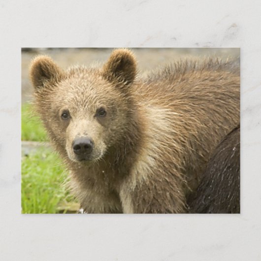 カホロデオソパルド ポストカード (正面)