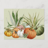 カボチャとエアプラント水彩 ポストカード (正面)