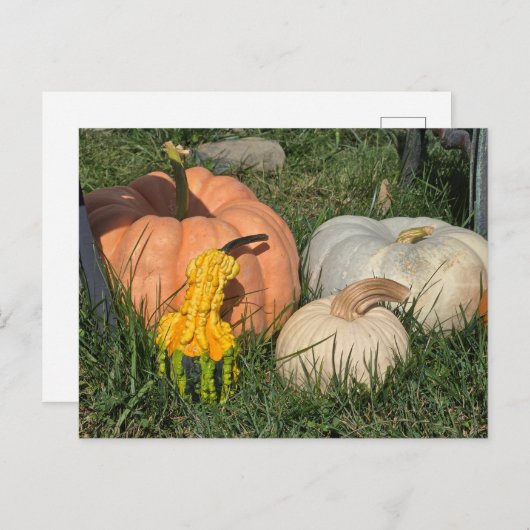 カボチャとグルド シーズンポストカード (正面/裏面)