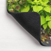 カボチャとコレウス – Martha's Vineyard マウスパッド (コーナー)