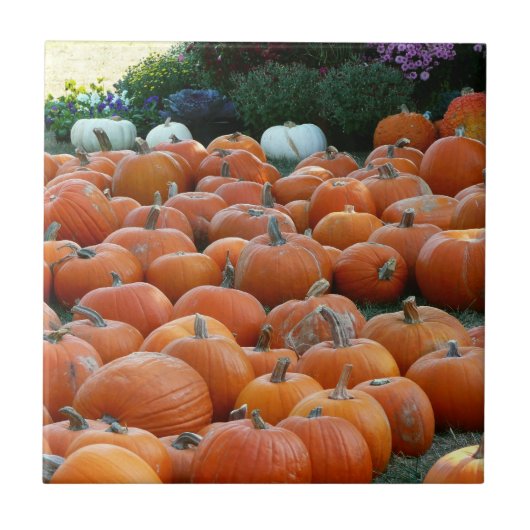 カボチャとラム秋の収穫写真 タイル (正面)