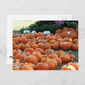 カボチャとラム秋の収穫写真 ポストカード (正面/裏面)