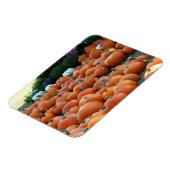 カボチャとラム秋の収穫写真 マグネット (左側)