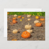 カボチャのパッチビューポストカード ポストカード (正面/裏面)