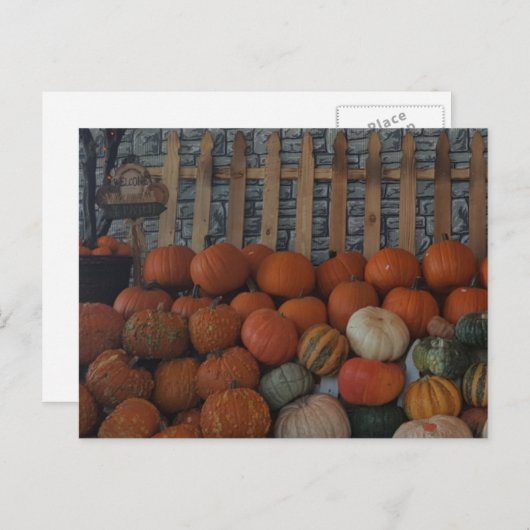 カボチャのパッチ写真カボチャ感謝祭の休日 シーズンポストカード (正面/裏面)