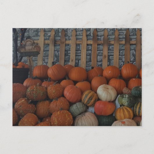 カボチャのパッチ写真カボチャ感謝祭の休日 シーズンポストカード (正面)