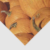 カボチャの収穫写真 薄葉紙 (詳細)