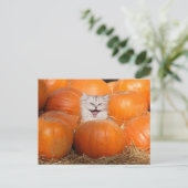 カボチャの子猫 ポストカード (スタンド正面)