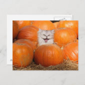 カボチャの子猫 ポストカード (正面/裏面)