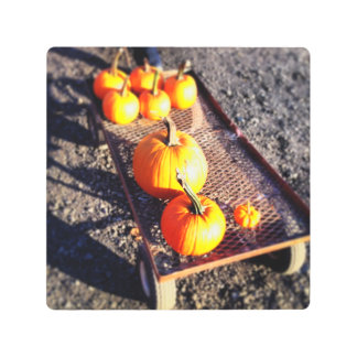 カボチャの季節 メタルプリント