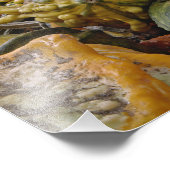 カボチャの種類 フォトプリント            (角)